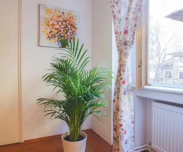 Color Nicolae Tonitza St